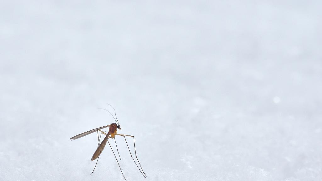 容易被蚊叮蟲咬可能唔關血型事！台灣研究揭開有一類人最易成為蚊子最愛