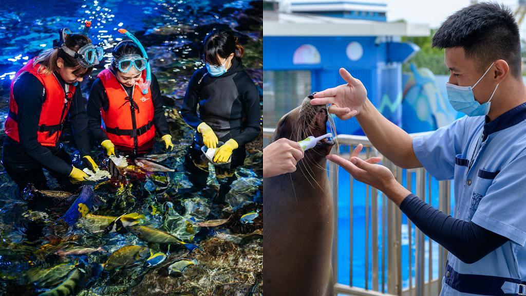 海洋公園招聘見習動物護理員！中五畢業可申請 負責飼養鯊魚、照顧小動物、培訓海洋哺乳動物