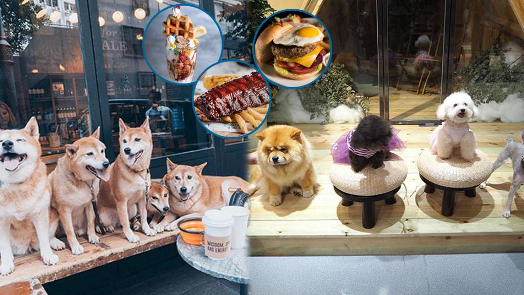 香港10大抵食寵物友善餐廳推薦！ 貓狗專屬營地/無敵大海景/狗狗好去處