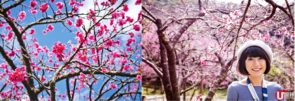 你知唔知　日本櫻花有幾多種？
