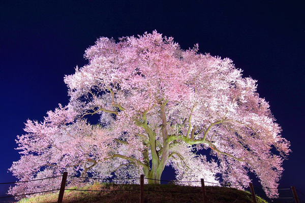 尋找日本 5 棵最靚櫻花樹