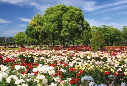浪漫五月 必去日本 5 大玫瑰園