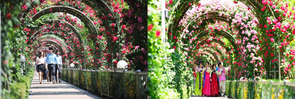 首爾玫瑰花節 感受浪漫氣息