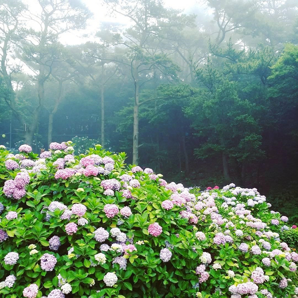 釜山繡球花節