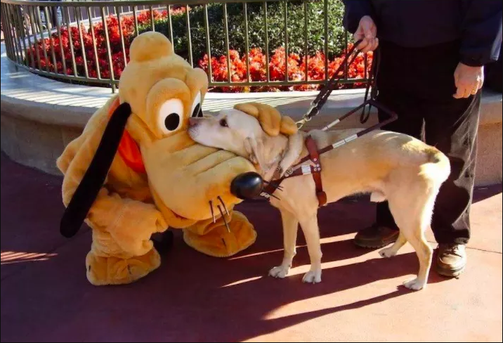 美國迪士尼酒店歡迎狗隻入住