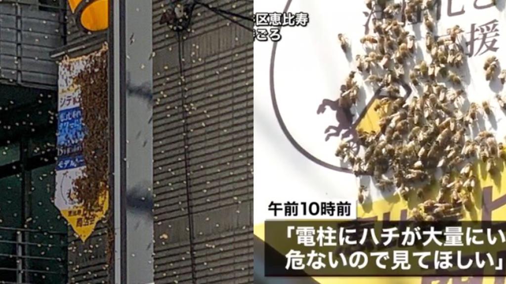 10000隻蜜蜂今早突襲東京街頭