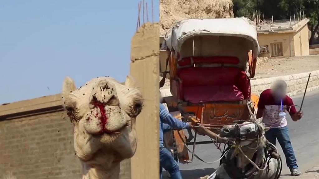 動保團體揭埃及馬匹駱駝長期被虐