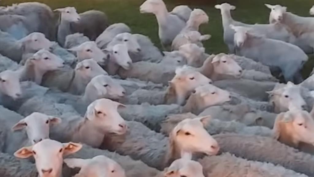 放1隻羊入屋竟引來200隻羊進駐