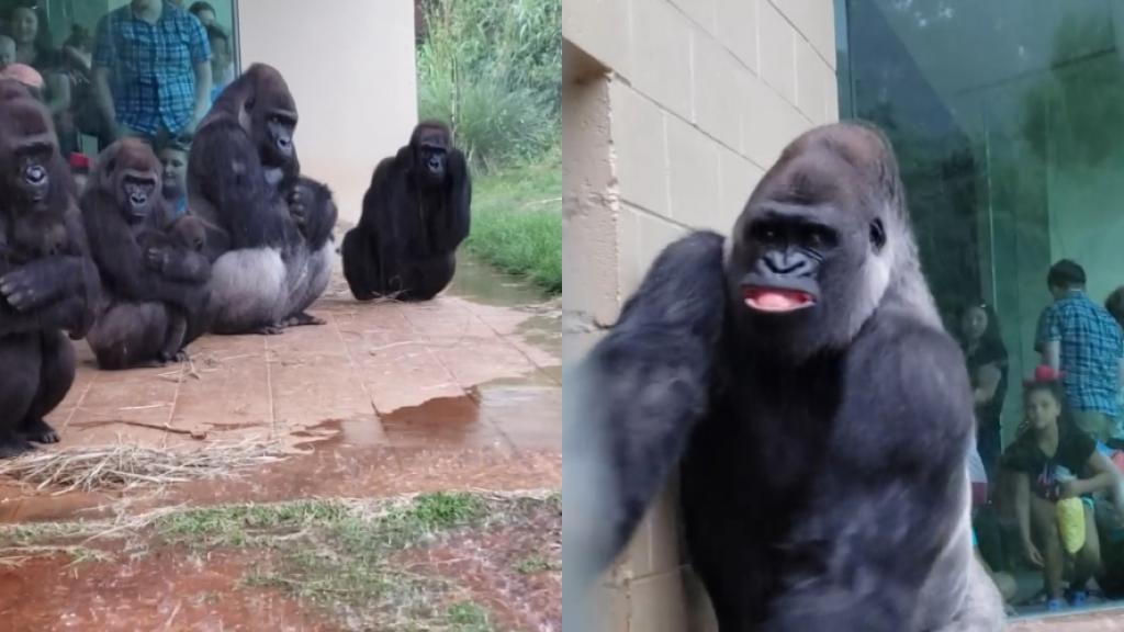 哥倫比亞動物園猩猩超怕雨