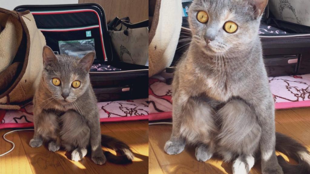 日本貓咪蹲坐姿勢似足人