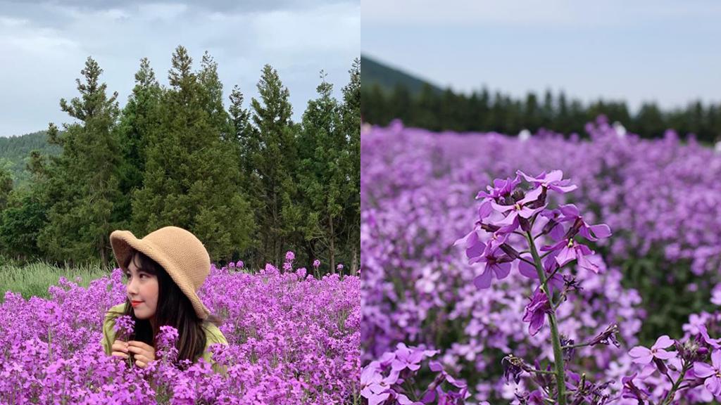 韓國濟州全國唯一紫色油菜花田