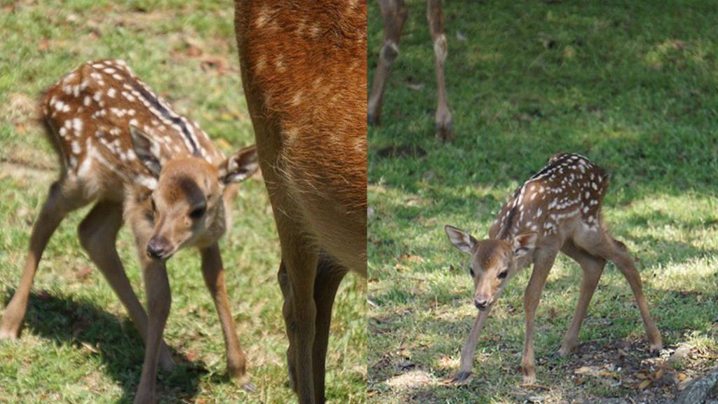 日本奈良護鹿團體呼籲遊客別摸幼鹿