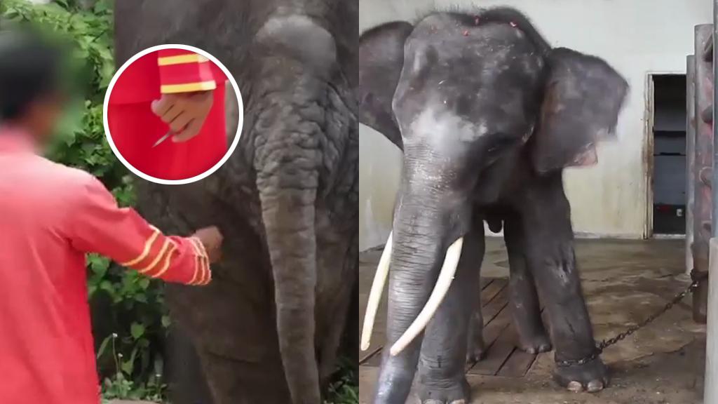 動保團體揭泰國動物園虐待動物