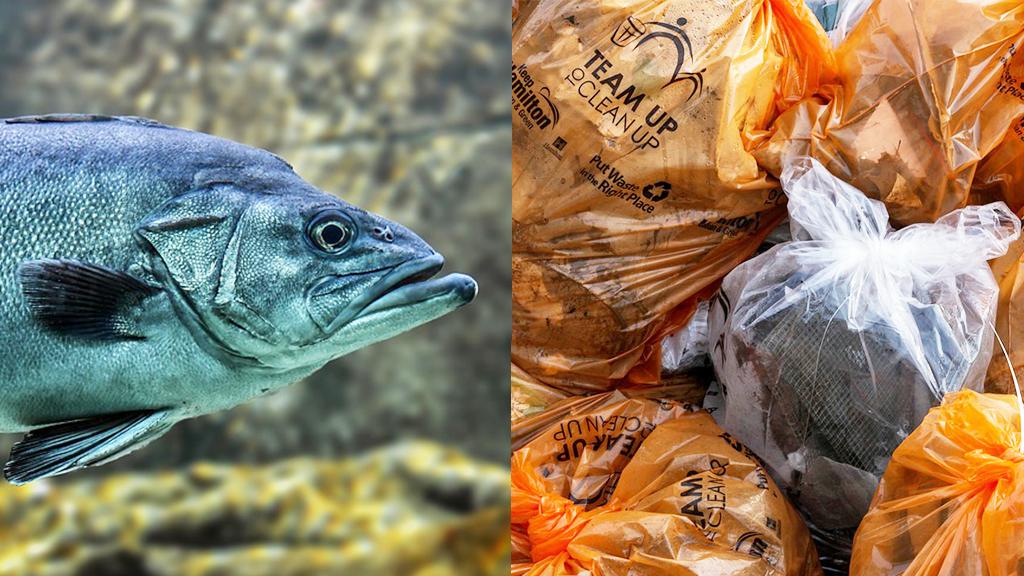 1條魚做1400個環保袋！