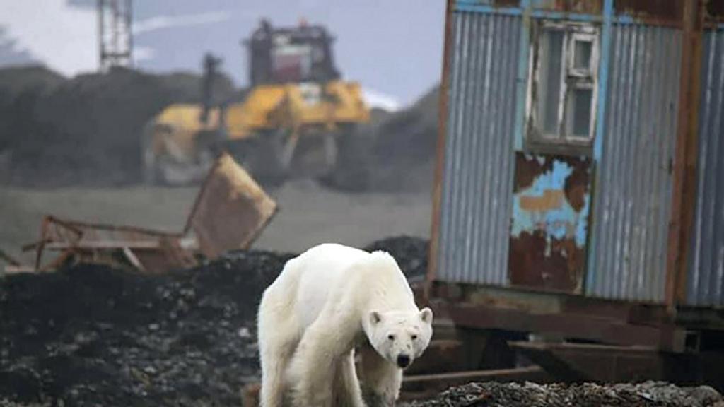 瘦弱北極熊為覓食誤闖市區！