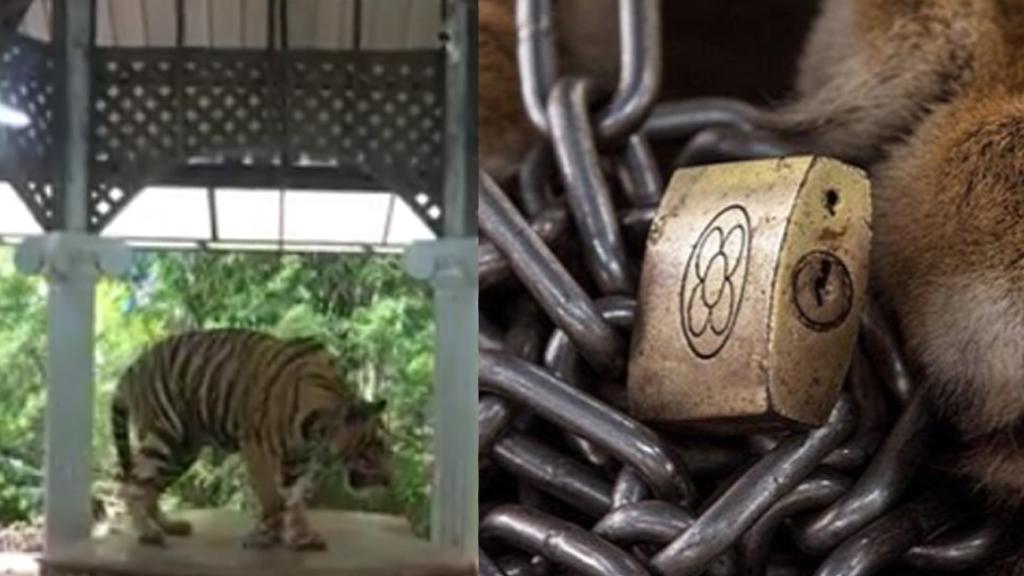 泰國動物園老虎栓短鐵鏈供遊客拍照