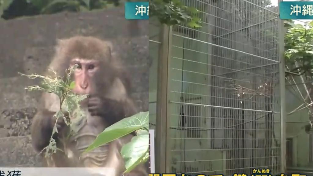 沖繩動物園14隻猴子集體逃走