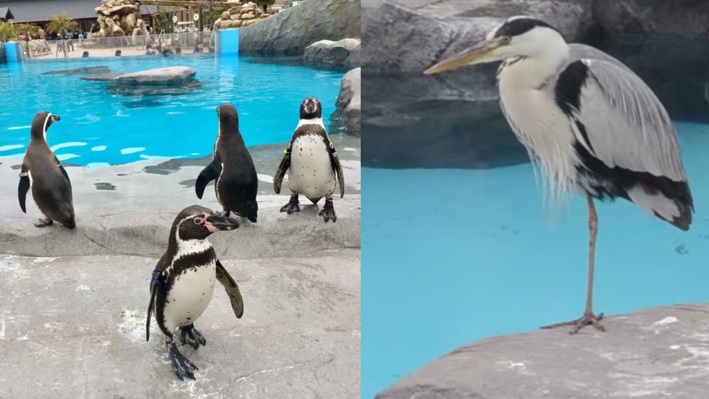 日本動物園不速之客欺負企鵝！