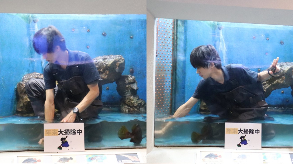 日本水族館靚仔飼養員打掃水槽變展品