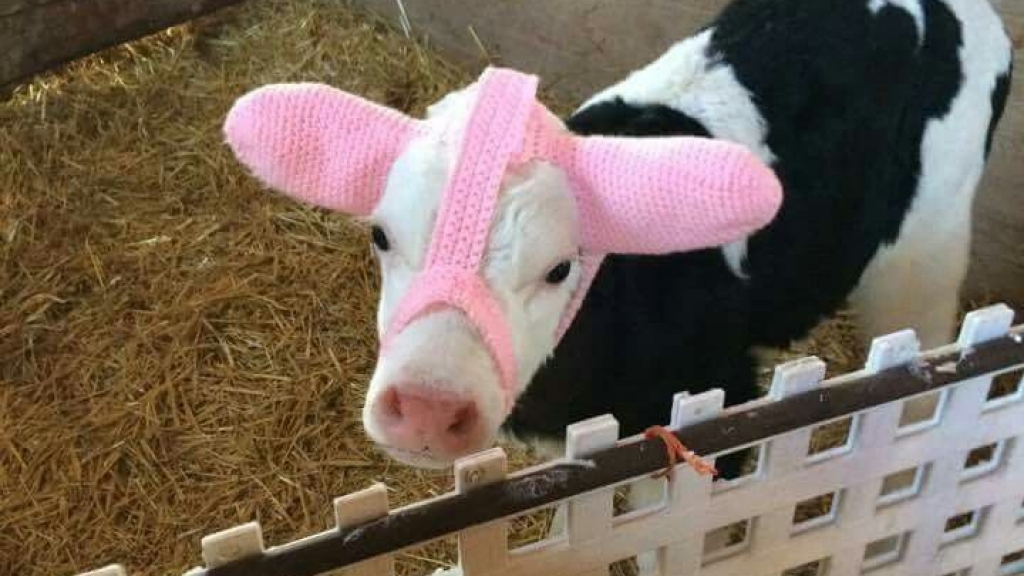 愛爾蘭農夫為小牛戴上耳罩防凍傷