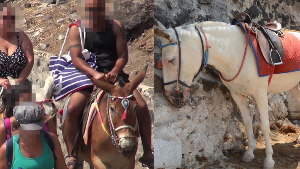 希臘近百隻驢仔被迫載客行逾500級樓梯