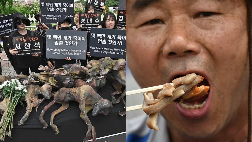 韓國動物團體發反對食用狗肉示威