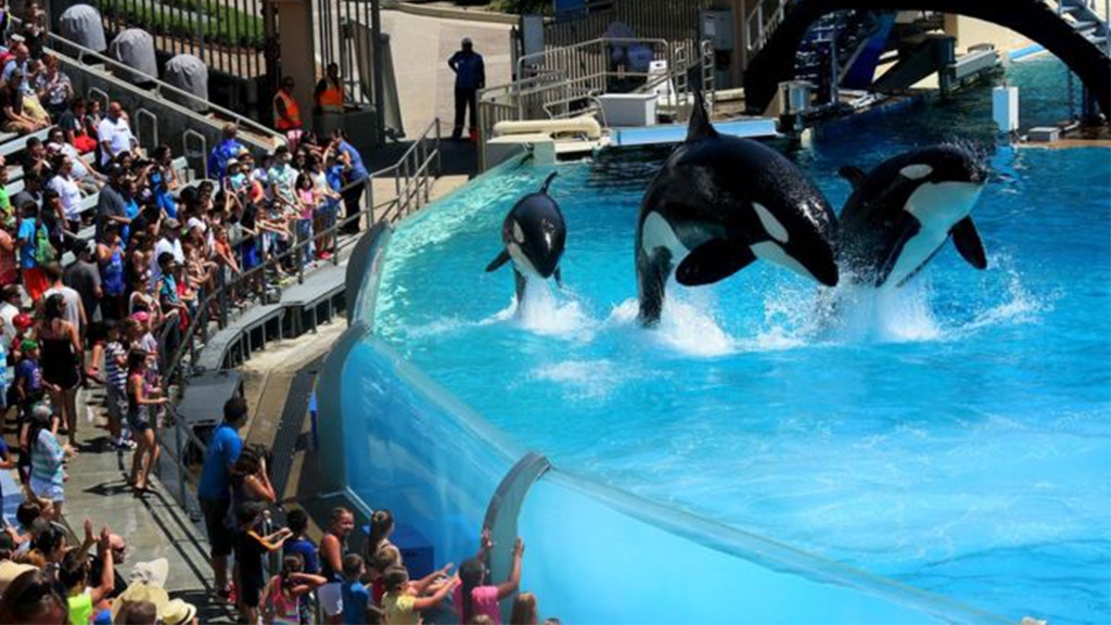 英國旅行社停售鯨豚水族館行程