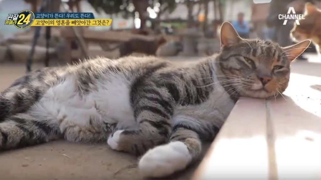 韓國首爾野外貓貓庭院
