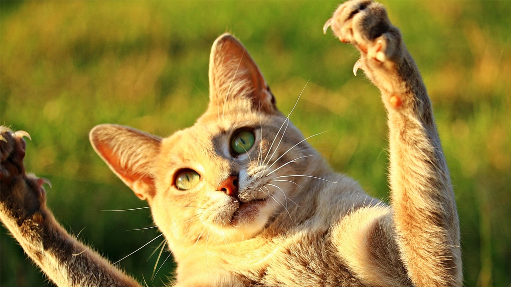 美國紐約立法通過禁止貓隻去爪手術