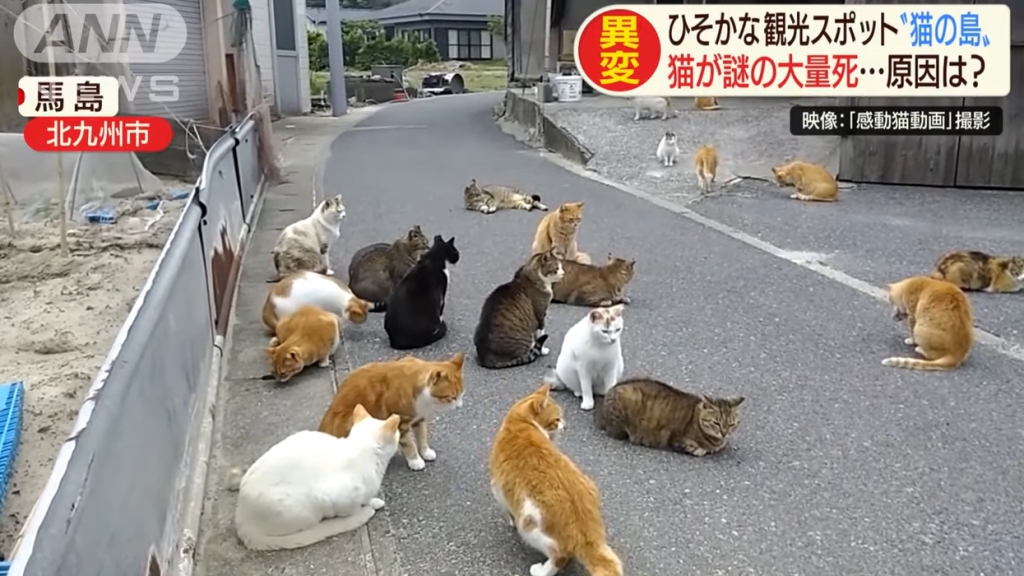 九州貓島疑有人落毒殺貓