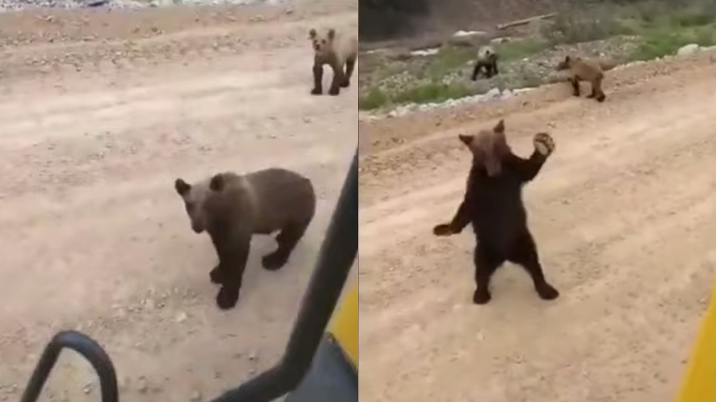 拖拉機駛近嚇怕俄羅斯棕熊一家