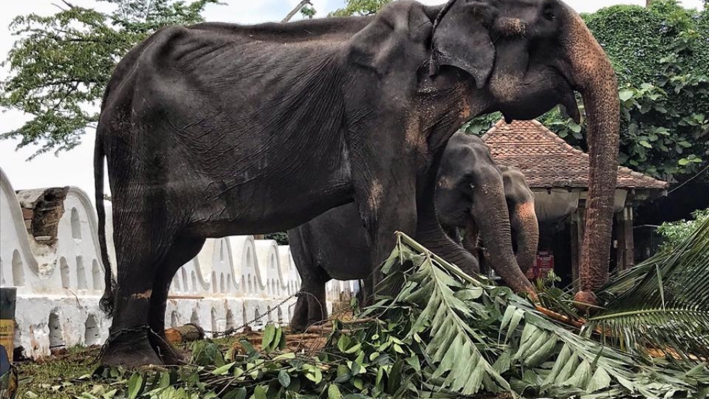 斯里蘭卡70歲老象連續十晚被逼參加慶典
