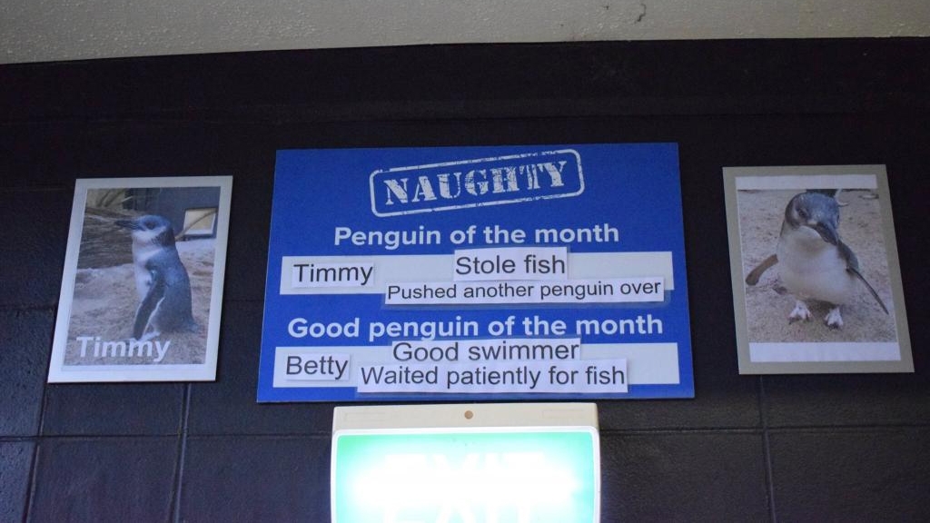 紐西蘭水族館每月選出乖企鵝和頑皮企鵝
