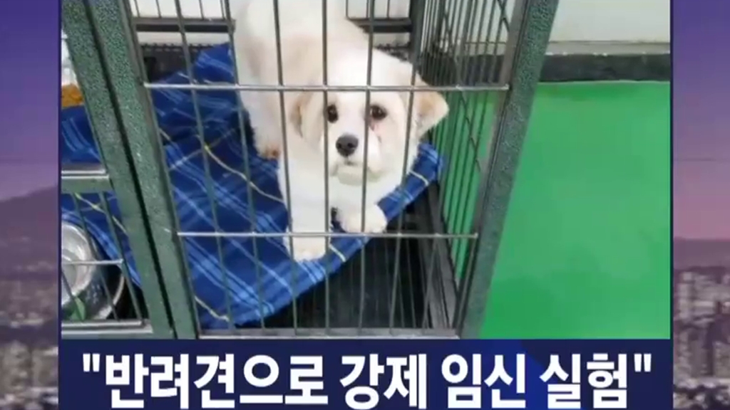 韓國獸醫系被揭以寵物犬作不人道交配實驗
