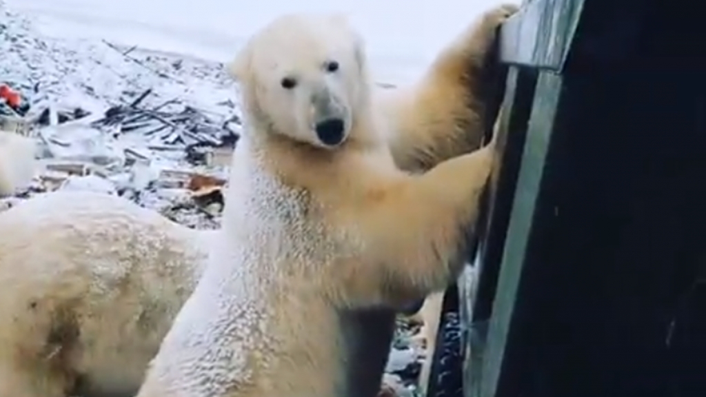 北極熊遠征去市內垃圾堆覓食