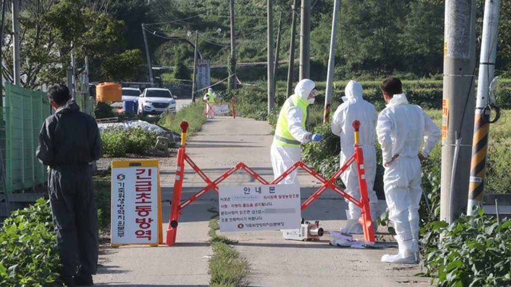 韓國首次爆發非洲豬瘟案例