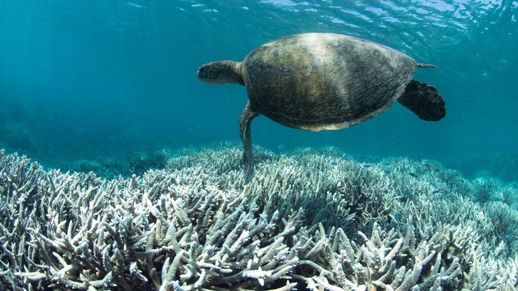 澳洲大堡礁一半珊瑚2年間死亡