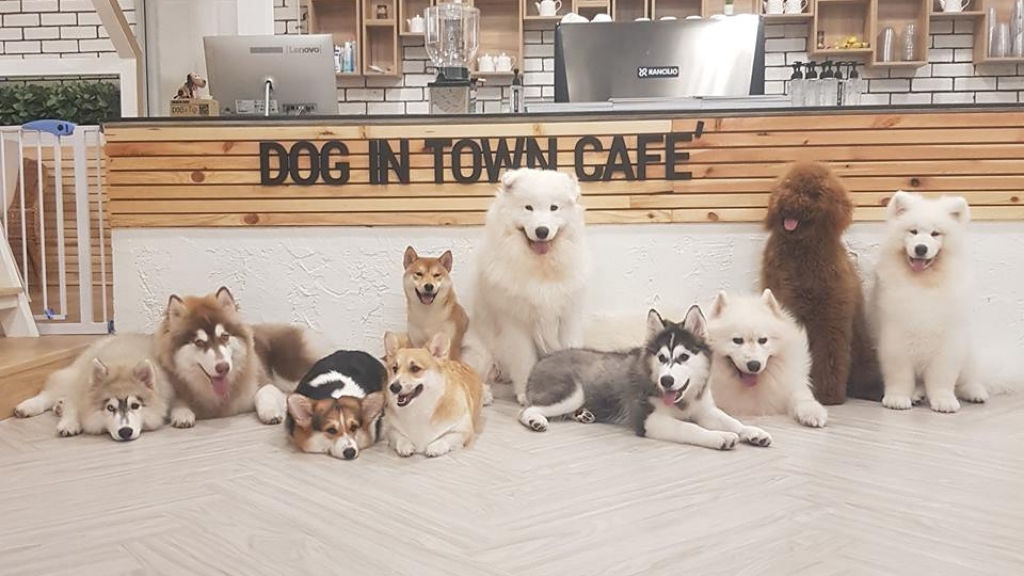 曼谷狗狗Cafe Dog in Town