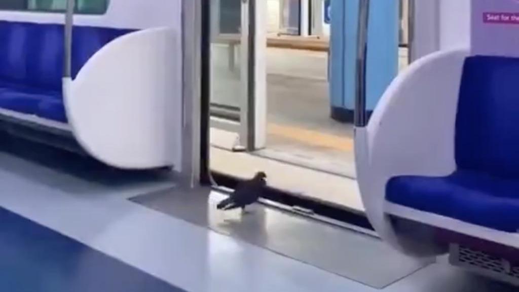 韓國鴿子乘電車守規矩下車影片爆紅