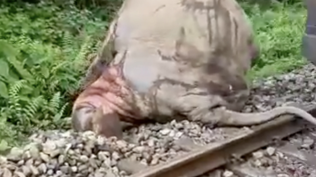 印度大象遭火車迎面撞上
