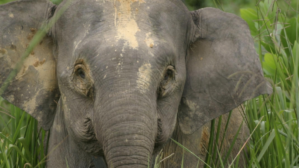 馬來西亞瀕危侏儒象遭非法獵殺