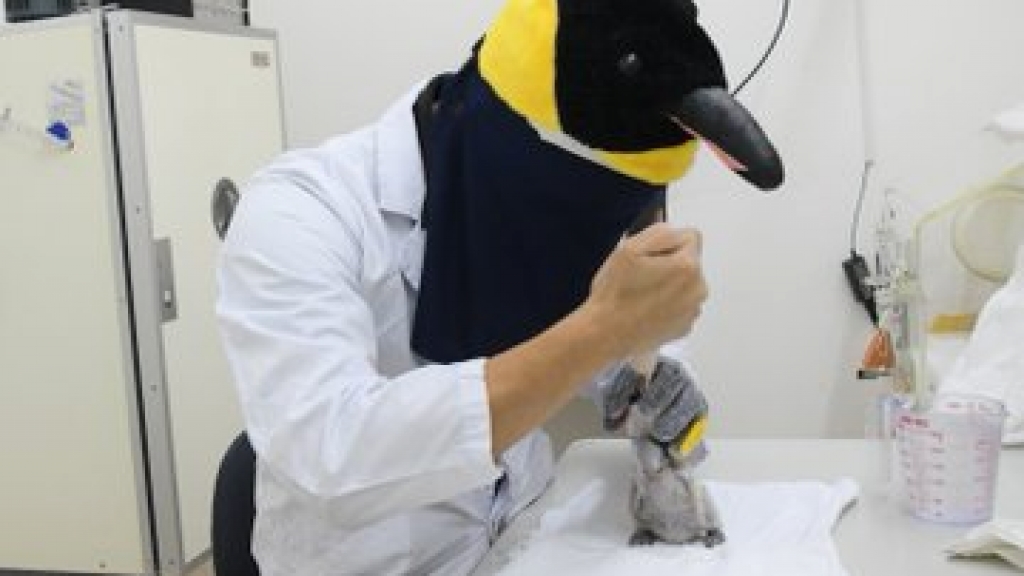 日本飼養員悉心照顧初生企鵝BB
