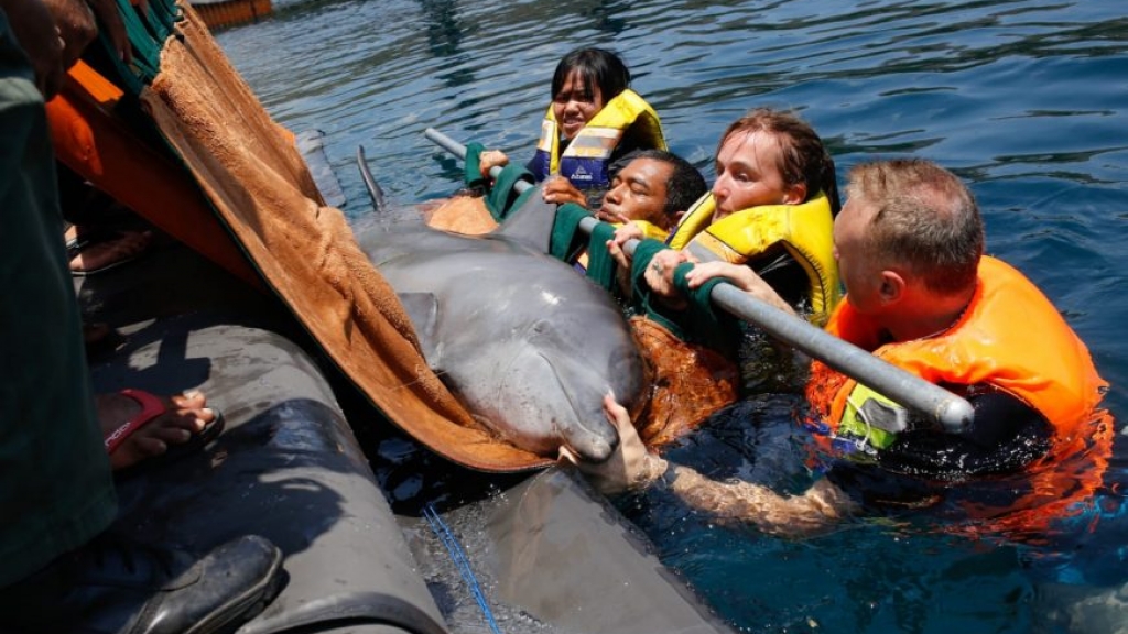 印尼峇里島海豚困酒店泳池表演15年