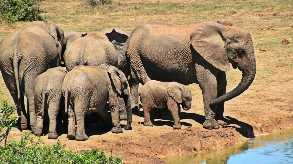 非洲嚴重旱災2月內55隻大象身亡