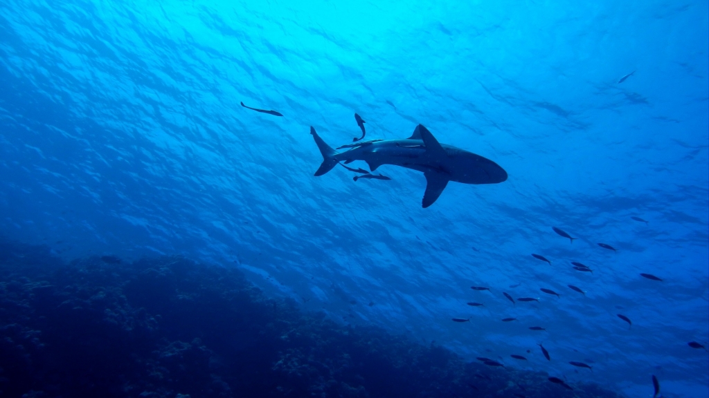 澳洲大堡礁浮潛受鯊魚突襲