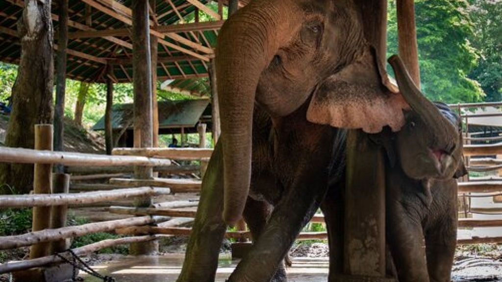 泰國象營強迫2歲幼象與母親分離
