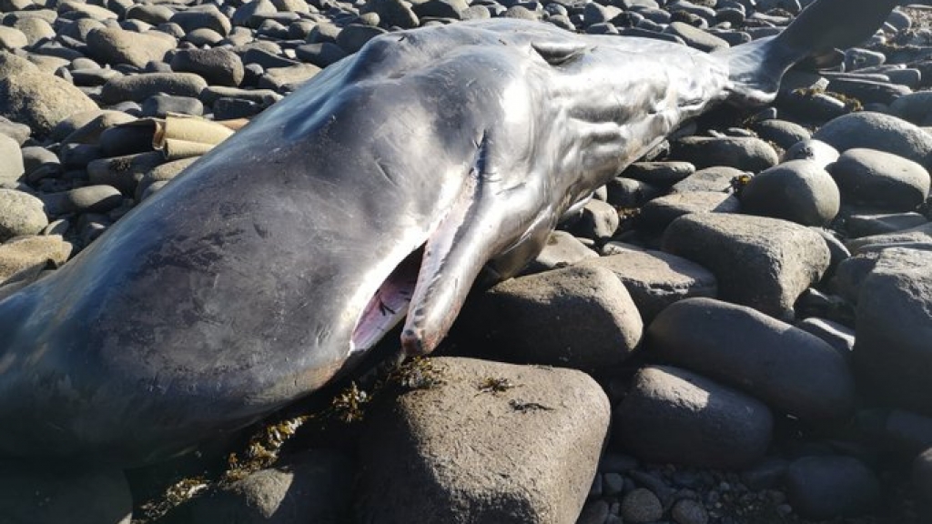 一條小抹香鯨擱淺於英國沙灘
