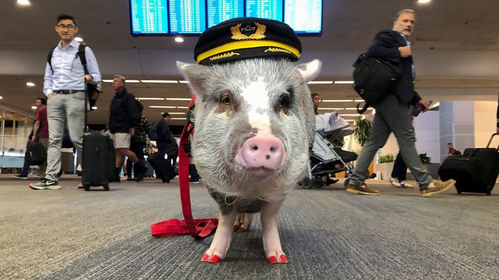 三藩市機場出現首位豬員工