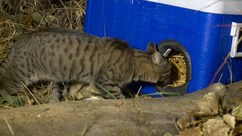 美國男為流浪貓製作保溫貓屋