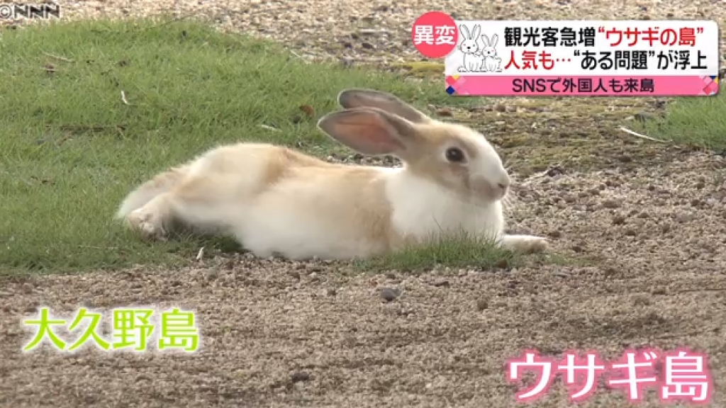 日本兔島大久野島遊客太多不斷餵飼